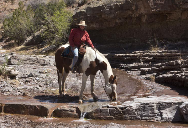 horse drinking from steam nm