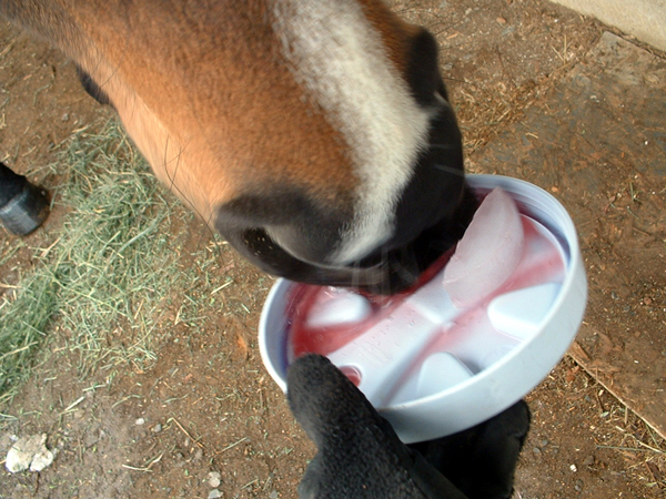 horse drinking