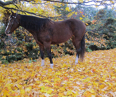 horse in fall leaves 