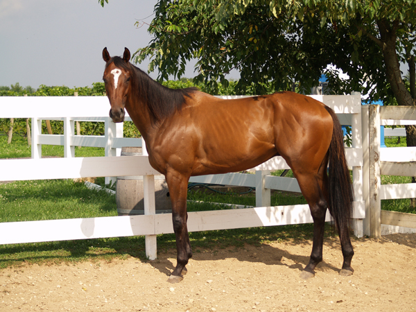 Baiting Hollow Farm Vineyard A Unique Long Island Horse Rescue Equitrekking [ 450 x 600 Pixel ]