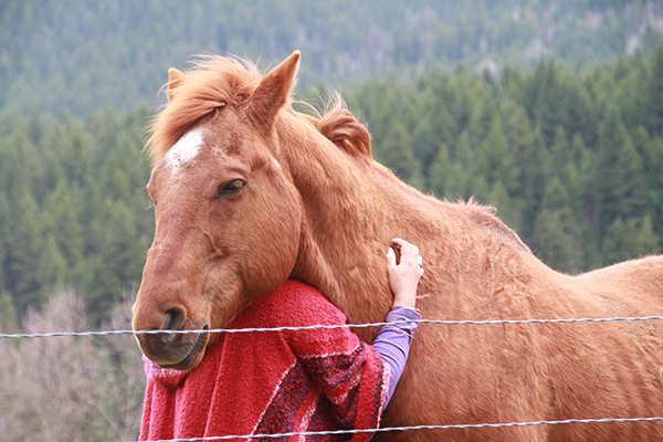 horse healing retreat vacation British Columbia 