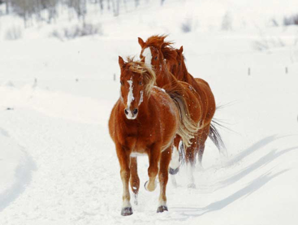 vista verde ranch horseback riding in the snow
