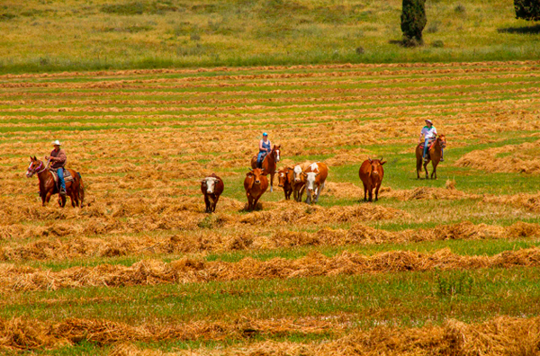 Galilee horseback riding israel cowboys
