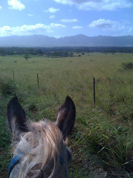 between the ears view on horseback of koa ridge hawaii