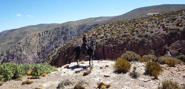 horseback riding in the atacama desert