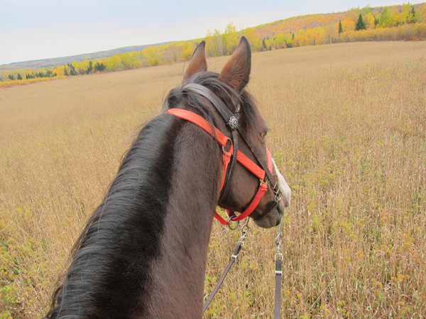 horseback riding in maine