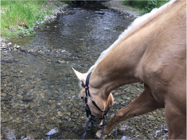 palomino drinks from horokiri stream at battle hill forest park in new zealand