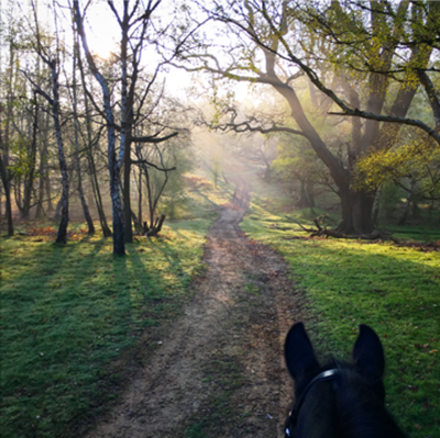 horseback riding in cinderella woods at windsor great park uk