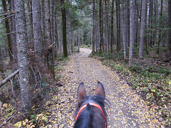 horseback riding in the pine trees northern maine