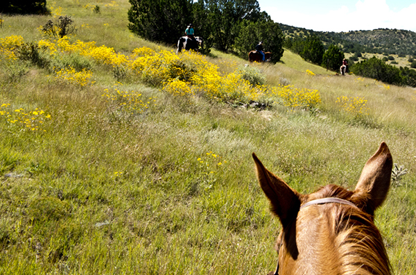 horseback riding nm wildflowers