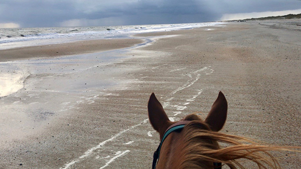 between the ears horseback riding nc