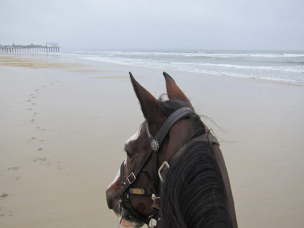 horseback riding old orchard beach 