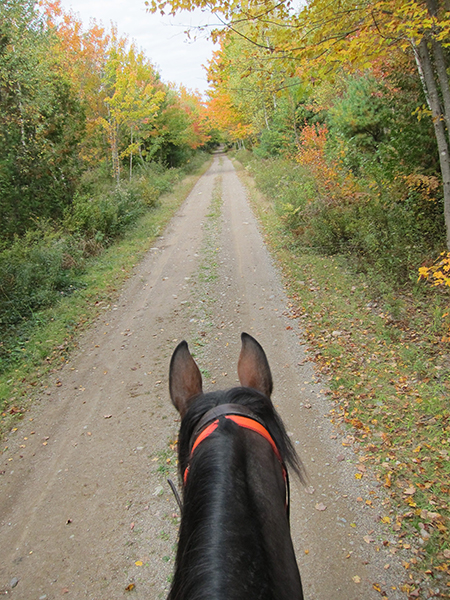 horse trails at moosehorn national wildlife refuge maine 