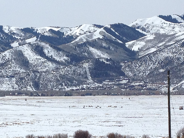 elk in field of snow utah