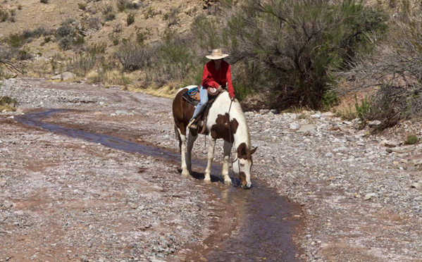 horseback stream nm