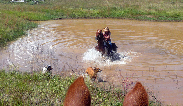 horseback swimming