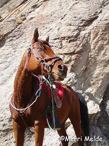 horseback idaho