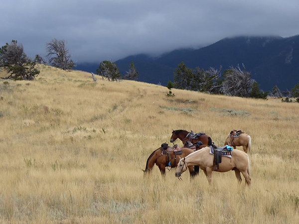 ranch horses grazing 63 ranch