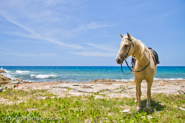 horses beach jamaica braco stables