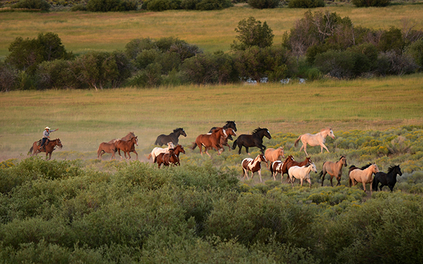 horses coming in from the pasture laramie River Ranch Colorado