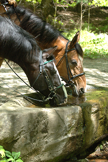 horses drinking fountain vermont