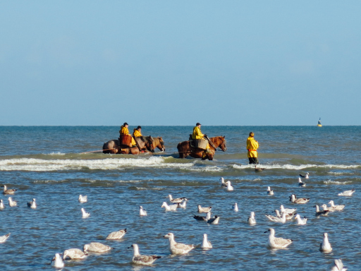 Fishing for Shrimp North Sea with Horses