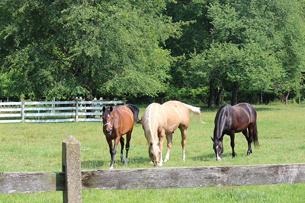 horses grazing in fields