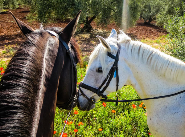 horses at cortijo uribe spain