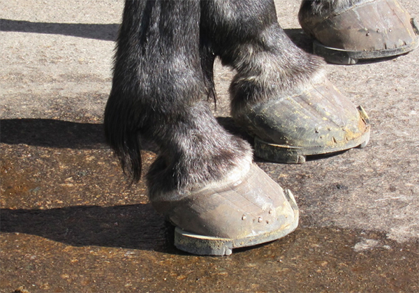 Grand Hotel horses hooves