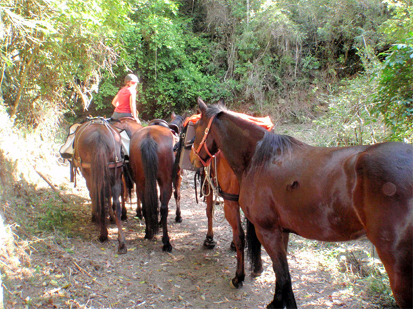 Jackie Parry Standardbred