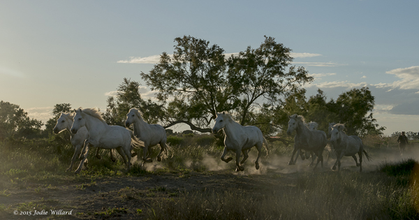 Horses of Camargue Photography Tour Sunset