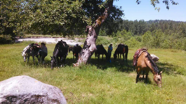 horses under trees o grady trails green river washington