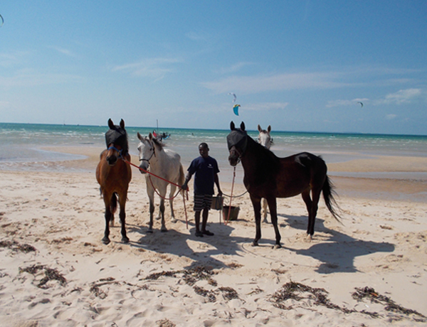 horses on the beach mozambique horse safari 