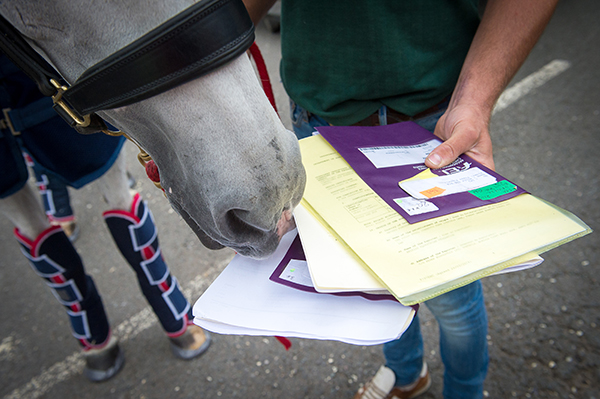 horses passports olympics rio