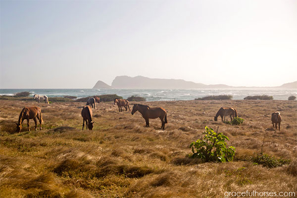 horses st lucia caribbean vacation