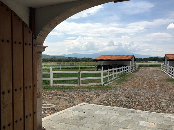 horses stables vicente fernandez