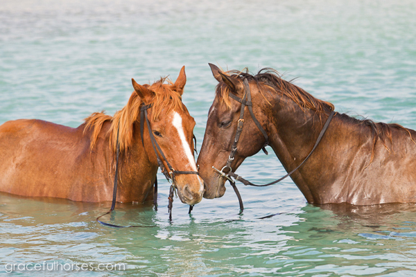 jamaica horses in ocean
