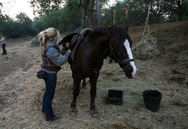 Limpopo Valley Horse Safaris