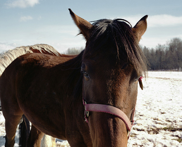 horses ear