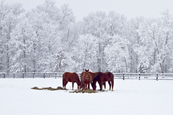 horses eating hay in the snow