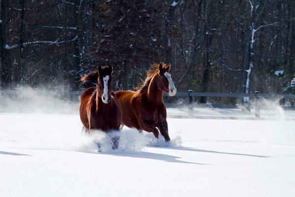 horses in the snow