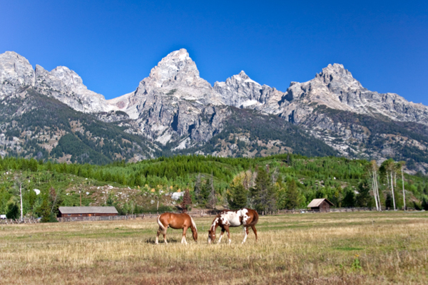 horses Jackson Hole, Wyoming