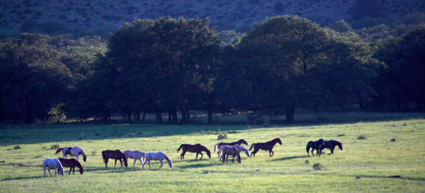 horses meadow photo