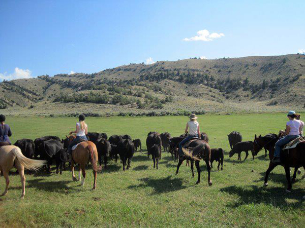 Horseworks Wyoming Cattle Drives