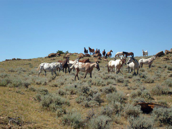 horseworks wyoming horse riding