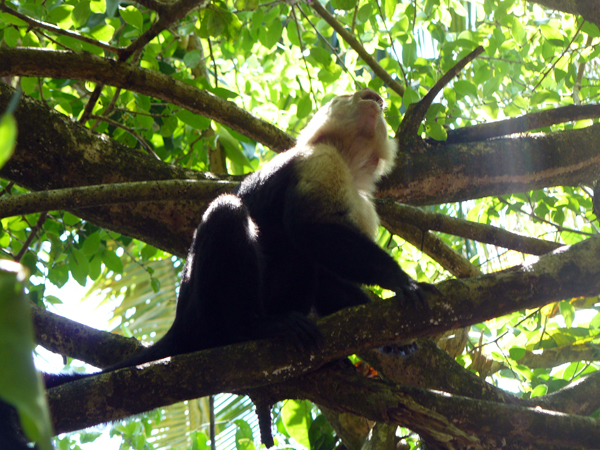 howler monkey costa rica