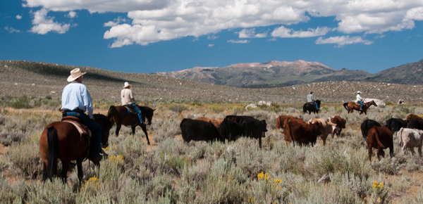 California cattle drive vacation Hunewill Ranch