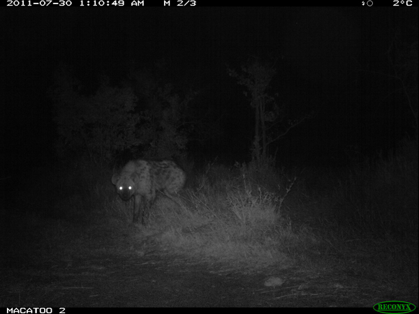 Hyena at night in the Okavango