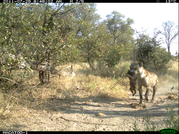 hyena during the day in the Okavango