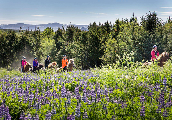 Iceland horseback riding by flowers